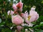 фото - "Розовые щечки" этой розы устояли под проливным дождем:)) - Роза "Pierre Gagnaire" (Delbard)