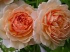 фото - Познакомтесь, английская роза "Grace"! - Роза "Grace" (AUSkeppy), Английские розы, Austin 2001