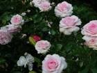 фото - Удивительно нежная красота у этой розы - Роза Bremer "Stadtmusikanten"  (Kordes 2000)