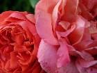 фото - Роза " Summer Song" Разница в цвете разновозрастных цветов. - Роза Summer Song® (AUStango) Английские розы