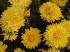 фото - желтые хризантемы - Мои фото