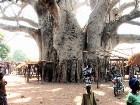  - Baobab_Tree_AlliCoop ... -  