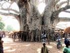     Baobab_Tree_AlliCooper-.jpg