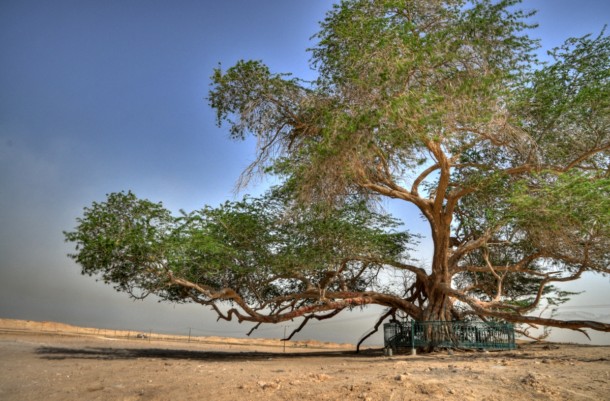 фото альбом Уникальные деревья TREE-OF-LIFE-bahrein.jpg