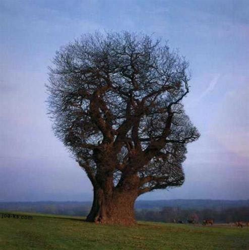    head-tree.jpg