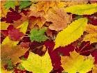  - autumn-leaves-backgr ... - 