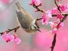  - bird-at-spring2.jpg - 