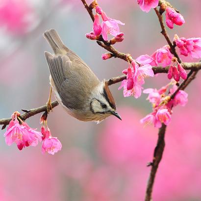    bird-at-spring2.jpg
