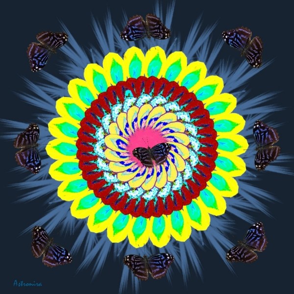    -   New Mandala Butterfly Watermark.jpg