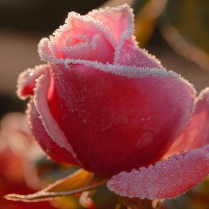   roza-sneg015.jpg
