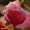   roza-sneg015.jpg