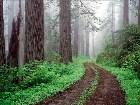  - Redwood National Par ... - 