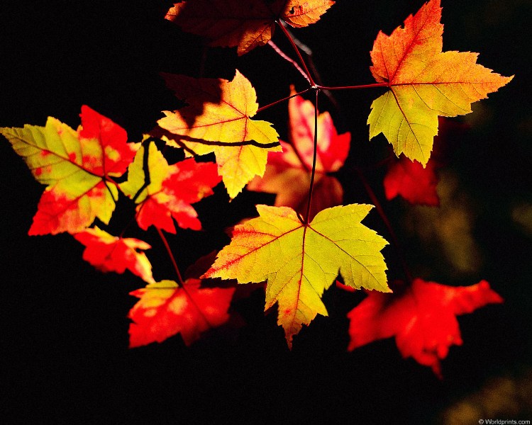    autumnleaves.jpg