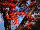  - autumnleaves4.jpg - 
