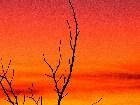  - branch_sunset.jpg - 