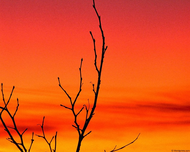    branch_sunset.jpg