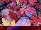  - colored_leaves.jpg - 