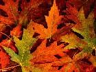  - fall_leaves.jpg - 