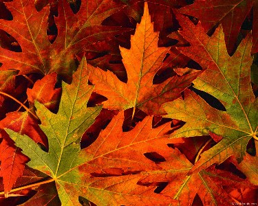    fall_leaves.jpg