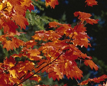    fall_leaves_001.jpg