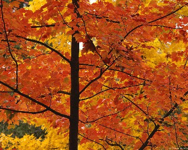    fall_leaves_003.jpg