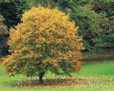    fall_leaves001.jpg