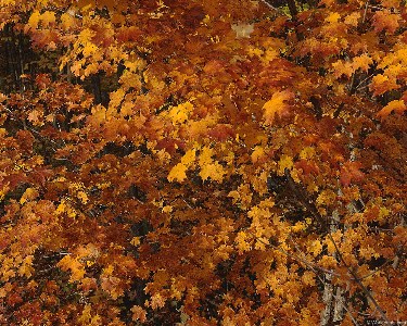    fall_leaves002.jpg