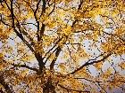  - fall_leaves003.jpg - 
