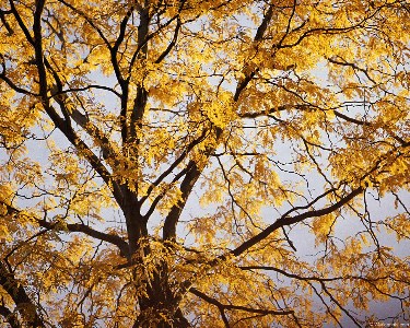    fall_leaves003.jpg