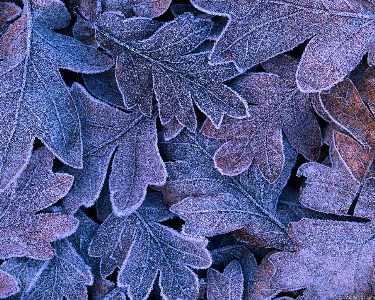   frosted_leaves.jpg