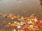  - leaves_in_lake.jpg - 
