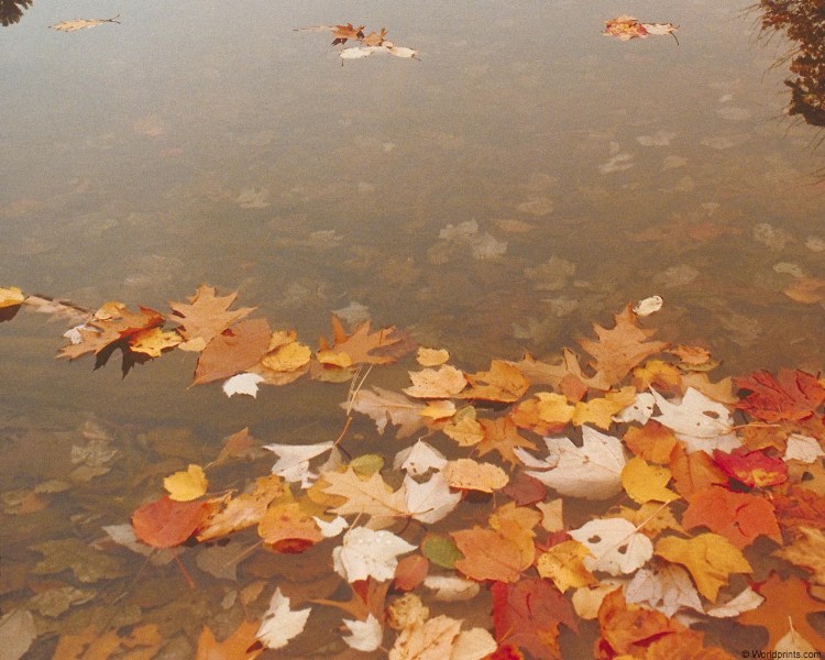    leaves_in_lake.jpg