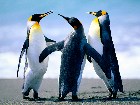  - Penguins.jpg -  