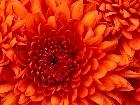 - Chrysanthemum.jpg -  